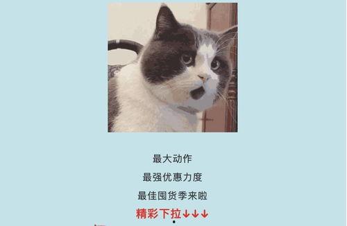 吃瓜娱乐酱社恐猫,揭秘社交恐惧的萌宠——社恐猫的日常生活